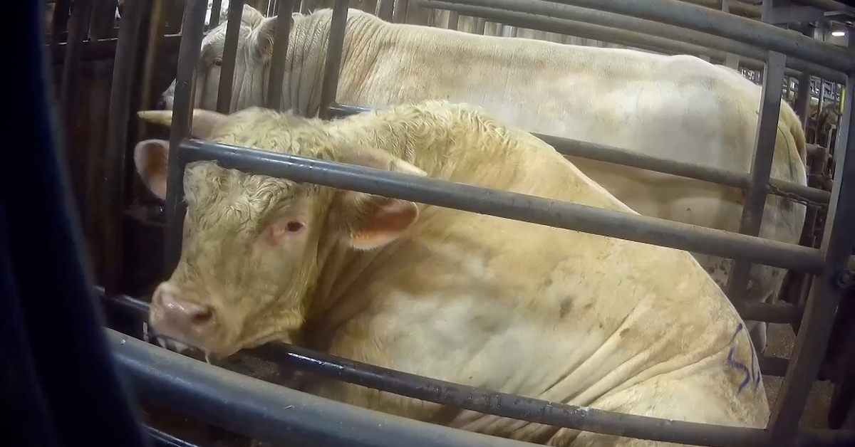 Nouvelles scènes d'horreur filmées dans un abattoir du groupe Bigard