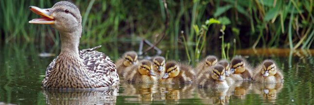canetons nage en file
