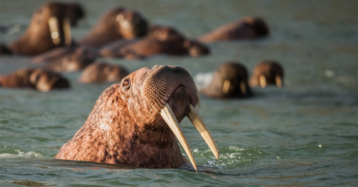 Et si vous comptiez les morses pour le WWF... depuis votre salon ?