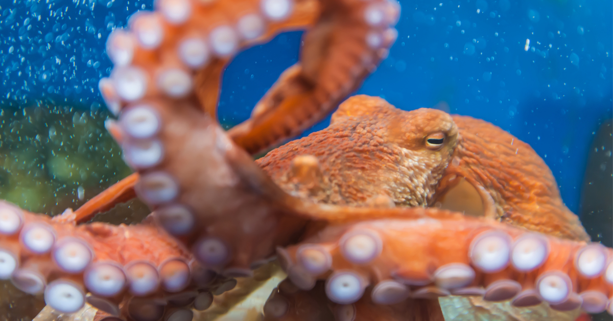 Vent debout contre les élevages de pieuvres, une véritable aberration en Europe Vent debout contre les élevages de pieuvres, une véritable aberration en Europe