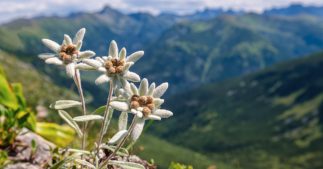 Biodiversité : les fleurs aussi sont en danger Biodiversité : les fleurs aussi sont en danger