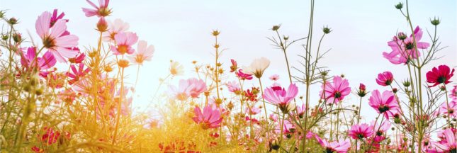 fleurs locales et de saison