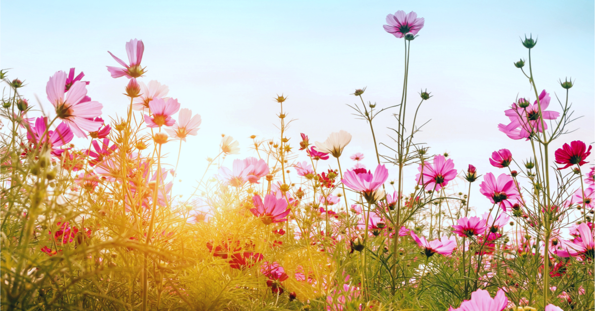 Sélection livre -  Fleurs locales et de saison - Cindy Chapelle