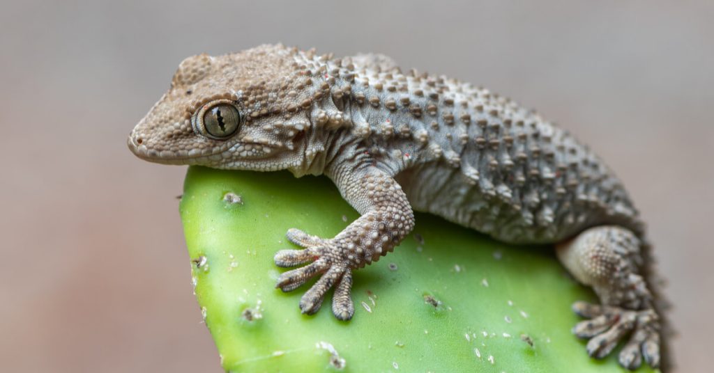 Geckolocalisation : aidez au repérage des lézards à pattes ventouses