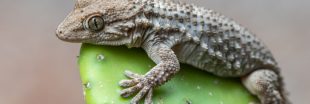 Geckolocalisation : aidez au repérage des lézards à pattes ventouses