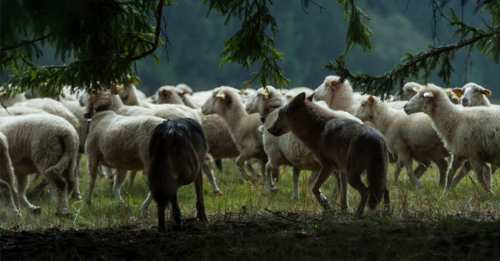 Cohabitation loup/berger : le modèle de l’Espagne est-il possible en France ?