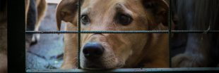Loi contre la maltraitance animale : le Sénat rétropédale