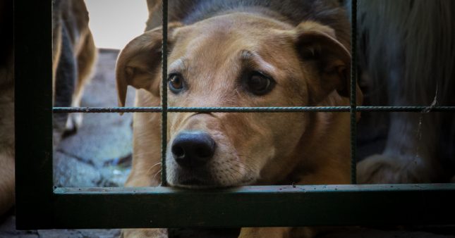 Loi contre la maltraitance animale : le Sénat rétropédale