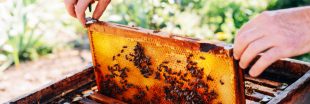 Récolte de miel : 2021, la pire année de l'apiculture française