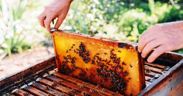 Récolte de miel : 2021, la pire année de l’apiculture française