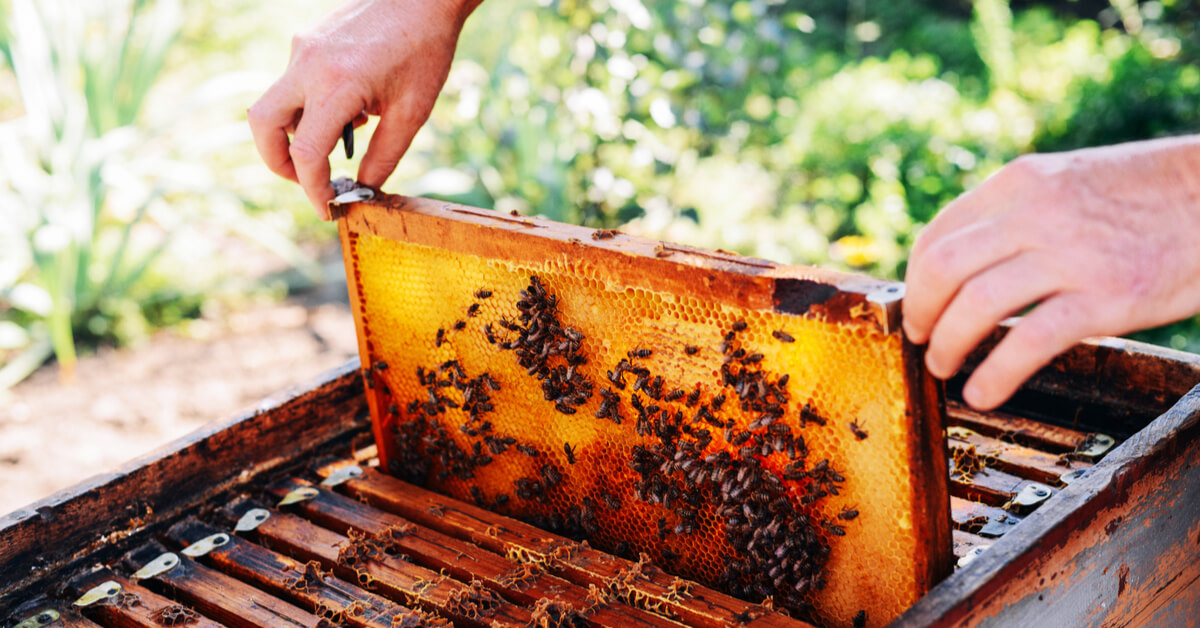 Récolte de miel : 2021, la pire année de l'apiculture française Récolte de miel : 2021, la pire année de l'apiculture française