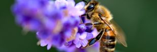 Plus d'un million de signatures en Europe pour sauver les abeilles
