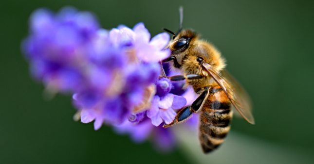 Plus d’un million de signatures en Europe pour sauver les abeilles