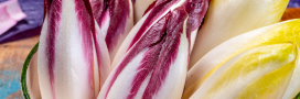 L'endive et la chicorée : comment bien les cuisiner