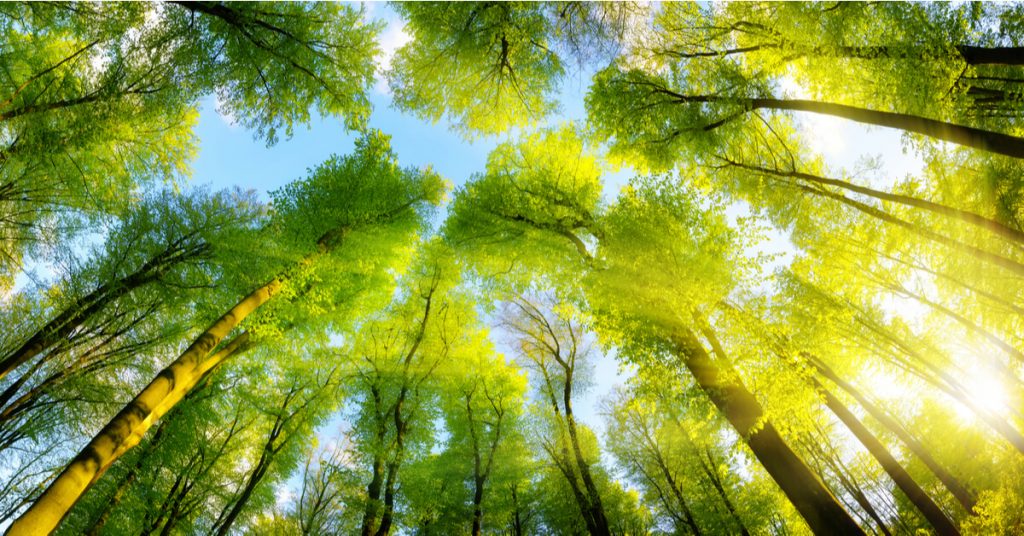 Comment les forêts d’Europe protègent du réchauffement climatique