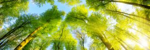 Comment les forêts d'Europe protègent du réchauffement climatique
