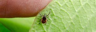 Bientôt un traitement efficace contre la maladie de Lyme ?