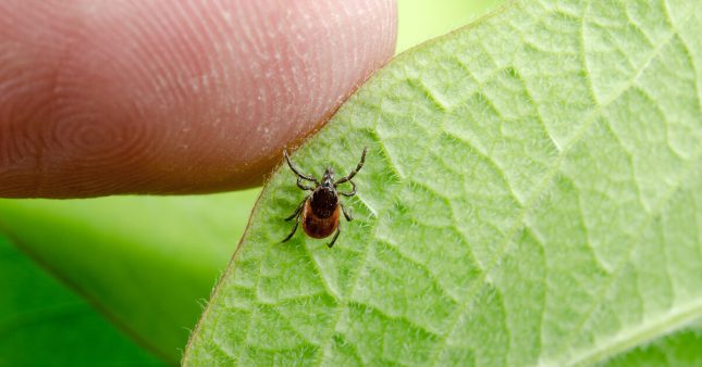 Bientôt un traitement efficace contre la maladie de Lyme ?