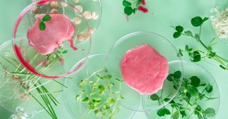 Vers une large acceptation de la viande cultivée ? Vers une large acceptation de la viande cultivée ?