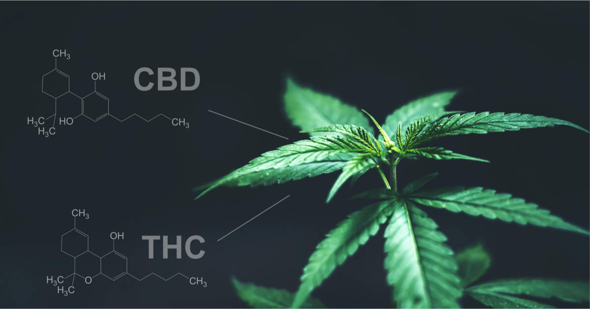 CBD : que dit la science ?