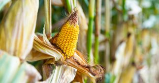 Pour recycler le CO2... mangeons-le !