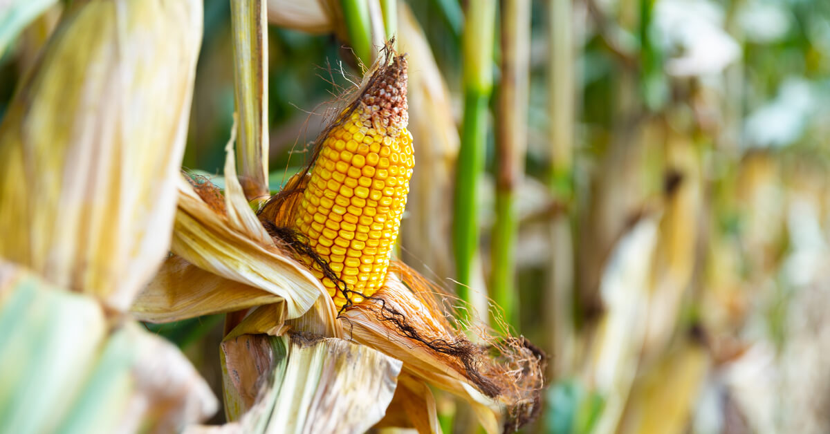 Pour recycler le CO2... mangeons-le ! Pour recycler le CO2... mangeons-le !