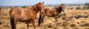 Australie : 10.000 chevaux bientôt abattus, et ça pourrait ne pas suffire
