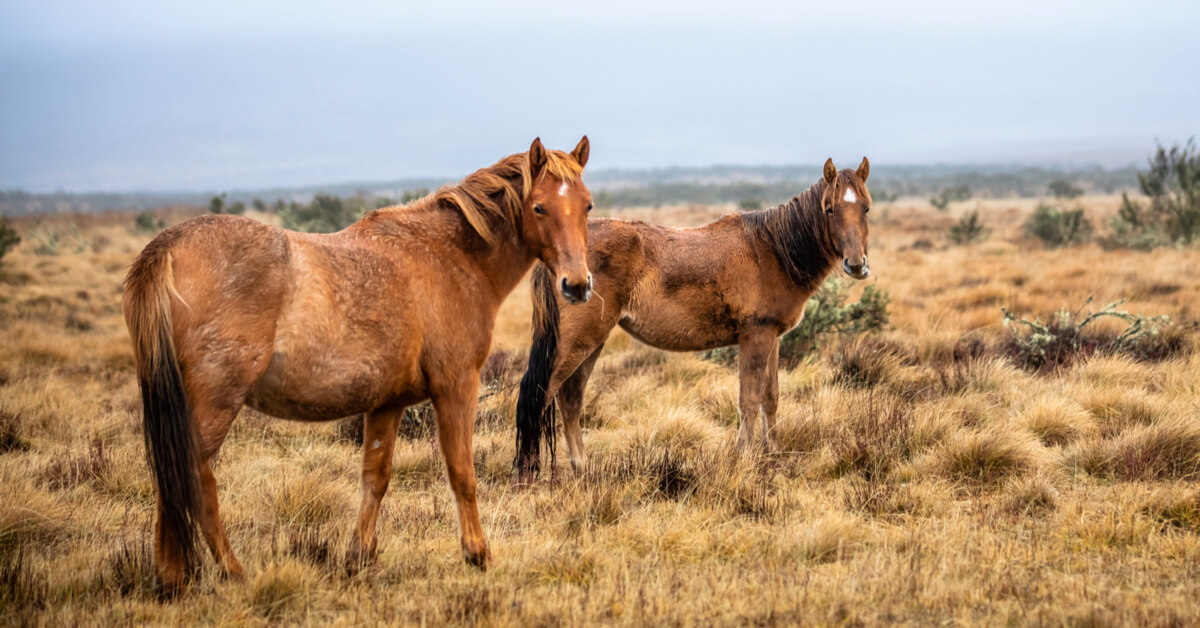 Australie : 10.000 chevaux bientôt abattus, et ça pourrait ne pas suffire