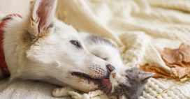 Maltraitance animale – Un ‘certificat d’engagement et de connaissance’ nécessaire pour adopter un animal de compagnie