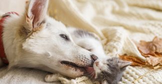 Maltraitance animale - Un 'certificat d'engagement et de connaissance' nécessaire pour adopter un animal de compagnie Maltraitance animale - Un 'certificat d'engagement et de connaissance' nécessaire pour adopter un animal de compagnie