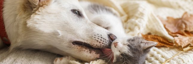 certificat d'engagement et de connaissance