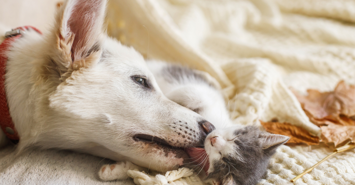 Maltraitance animale - Un 'certificat d'engagement et de connaissance' nécessaire pour adopter un animal de compagnie Maltraitance animale - Un 'certificat d'engagement et de connaissance' nécessaire pour adopter un animal de compagnie