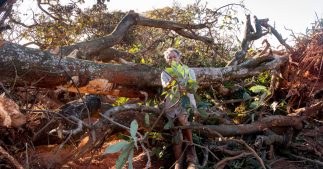 Amazonie : la déforestation au Brésil atteint de nouveaux records