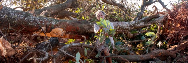 déforestation brésil