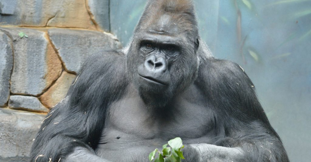 Trop de gorilles dans les zoos européens : va-t-on vraiment les euthanasier ?