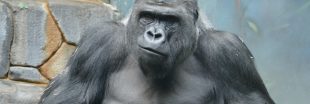 Trop de gorilles dans les zoos européens : va-t-on vraiment les euthanasier ?
