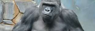 Trop de gorilles dans les zoos européens : va-t-on vraiment les euthanasier ? Trop de gorilles dans les zoos européens : va-t-on vraiment les euthanasier ?