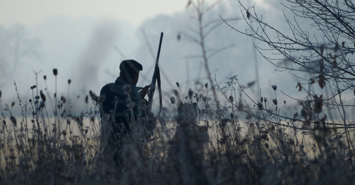 La chasse, une période d'hécatombe pour les rapaces