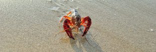 Souffrance animale - Homards, crabes ou poulpes n'échappent pas à la douleur