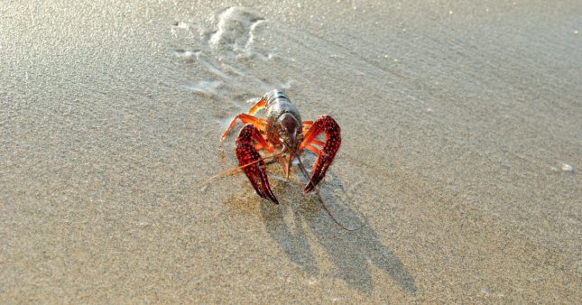 Souffrance animale – Homards, crabes ou poulpes n’échappent pas à la douleur