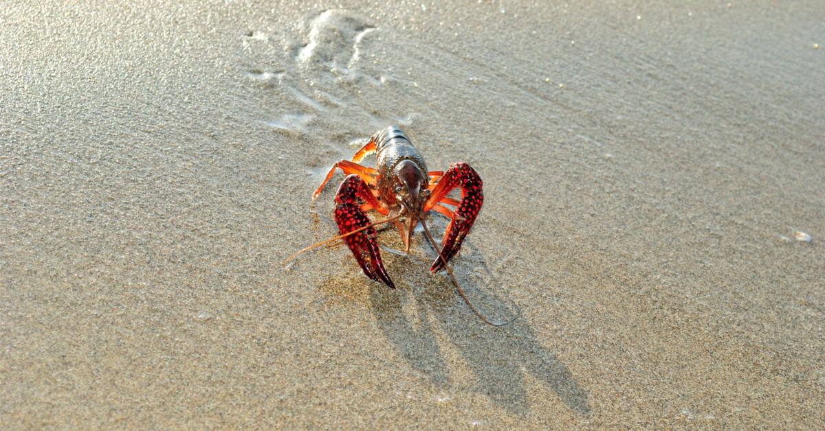 Souffrance animale - Homards, crabes ou poulpes n'échappent pas à la douleur Souffrance animale - Homards, crabes ou poulpes n'échappent pas à la douleur