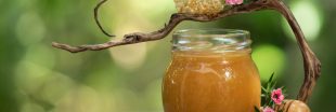 Le miel de Manuka, nectar aux vertus exceptionnelles
