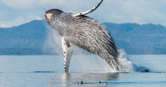 Parler avec les baleines… Un rêve qui pourrait devenir réalité !