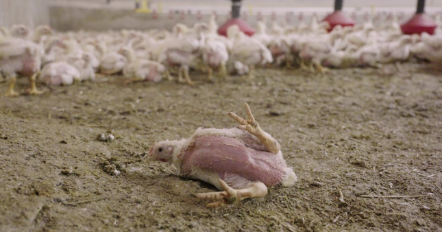 L214 filme un nouvel enfer dans le plus grand élevage de poulets de France