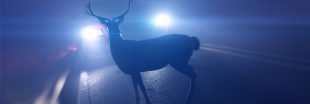 Accident de la route : comment réagir quand on croise un animal ?