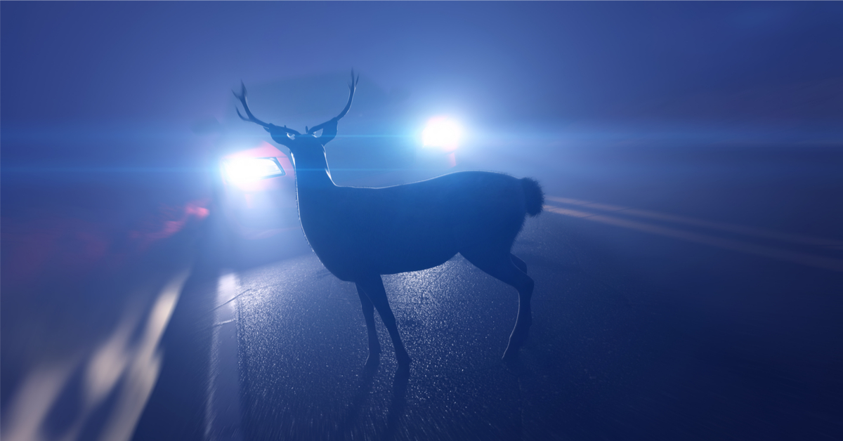 Accident de la route : comment réagir quand on croise un animal ?