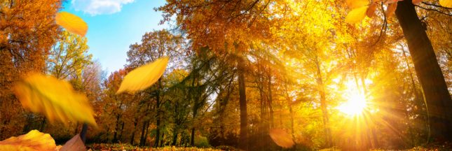 réchauffement climatique couleurs d'automne