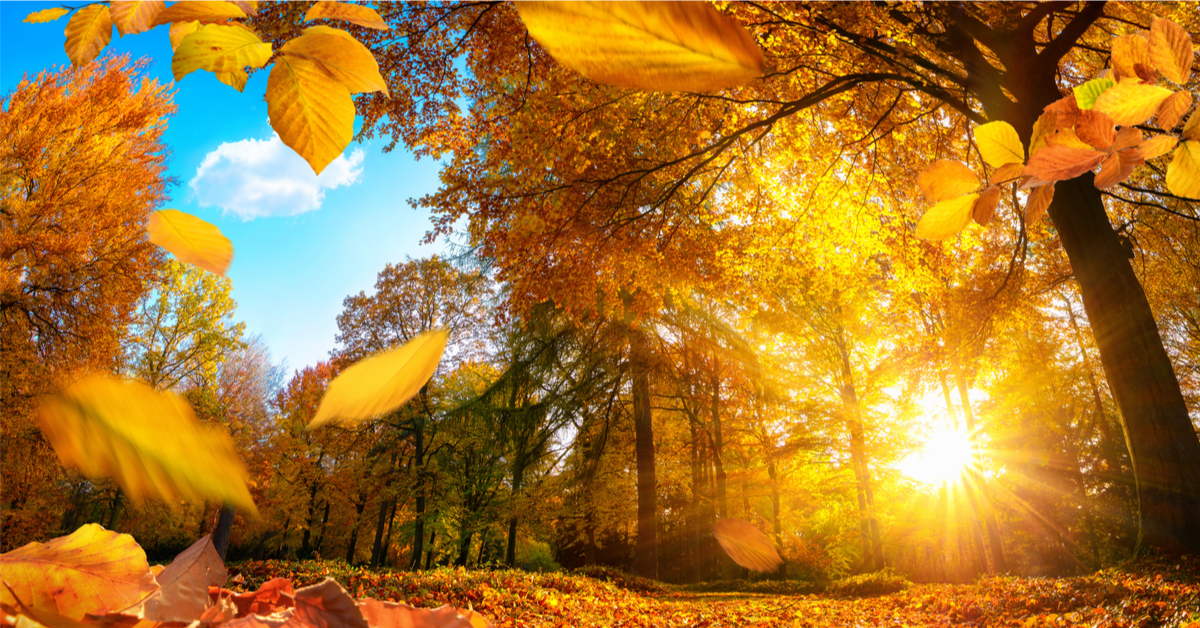 Le réchauffement climatique va-t-il faire disparaître les couleurs d'Automne ?