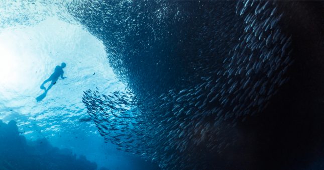 La taille des sardines rétrécit… et ce n’est pas pour mieux entrer en boite !