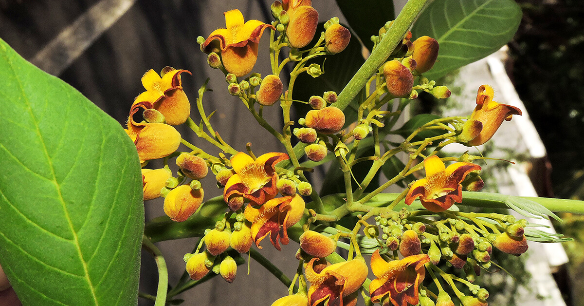 Étonnante découverte : une plante efficace contre l'obésité